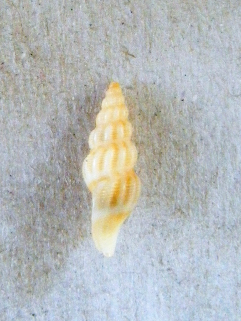 Turridae?